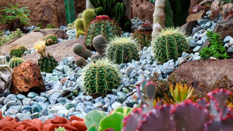 cactus e suculentas