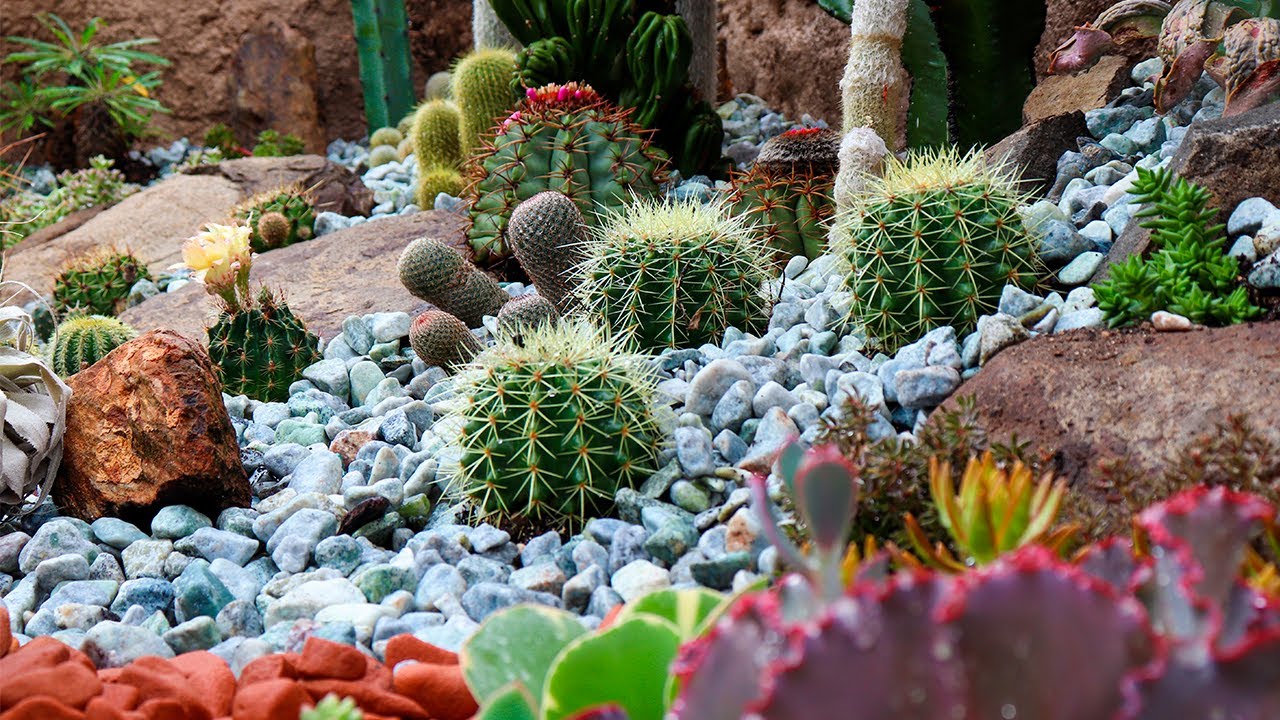 cactus e suculentas