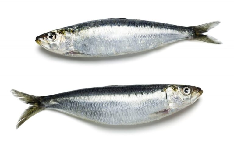 O melhor peixe para a saúde é a sardinha