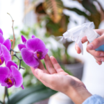 regando orquídeas no cultivo