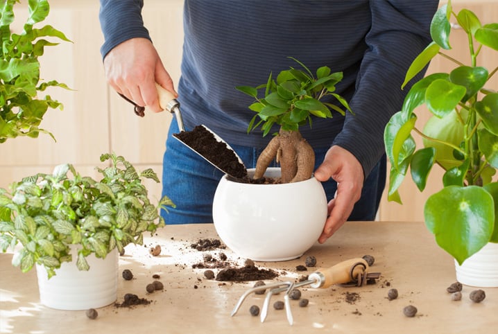 como plantar hortelã em vaso