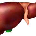 ilustração de fígado como tratar a gordura no orgão